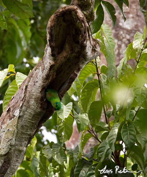Salvadori's Fig Parrot
